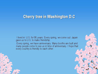 Cherry tree in Washington D.C